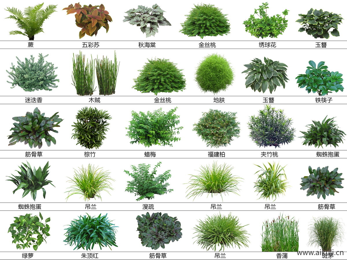 地被观赏植物免抠PSD  