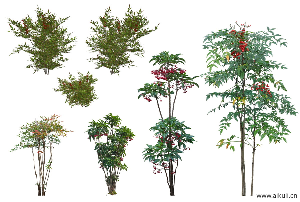 庭院植物南天竹蕨苔草灌木玉簪矾根百子莲D-psd免抠