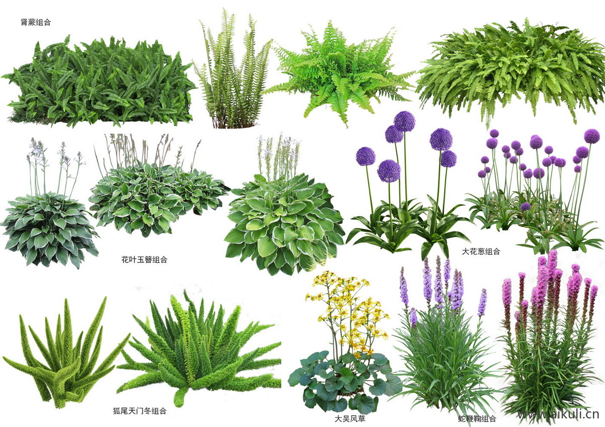 现代花草_肾蕨_大吴风草_蛇鞭鞠_大花葱_狐尾天门冬  