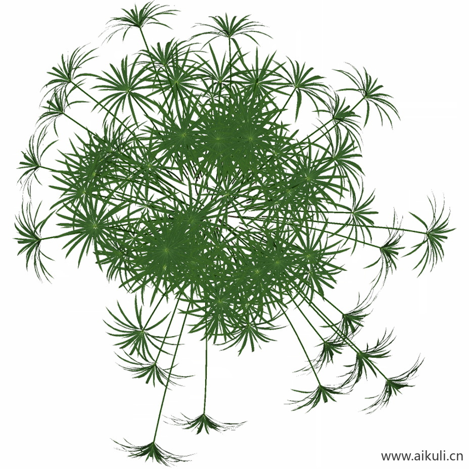 风车草 (3)