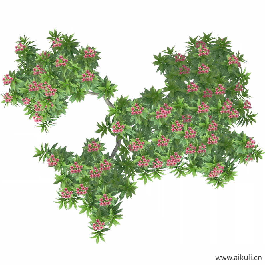 鸡蛋花4