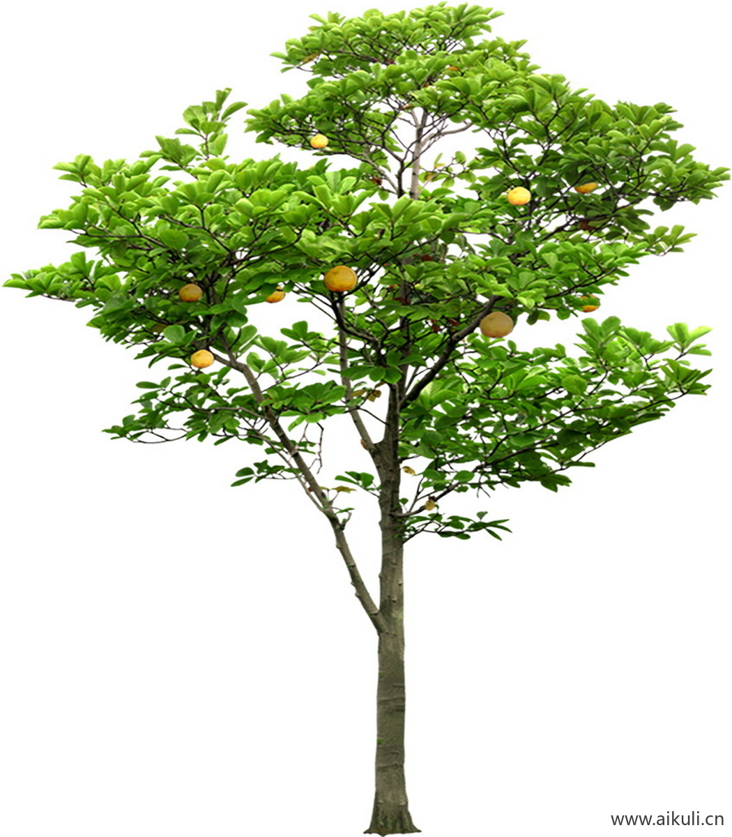 柚子树