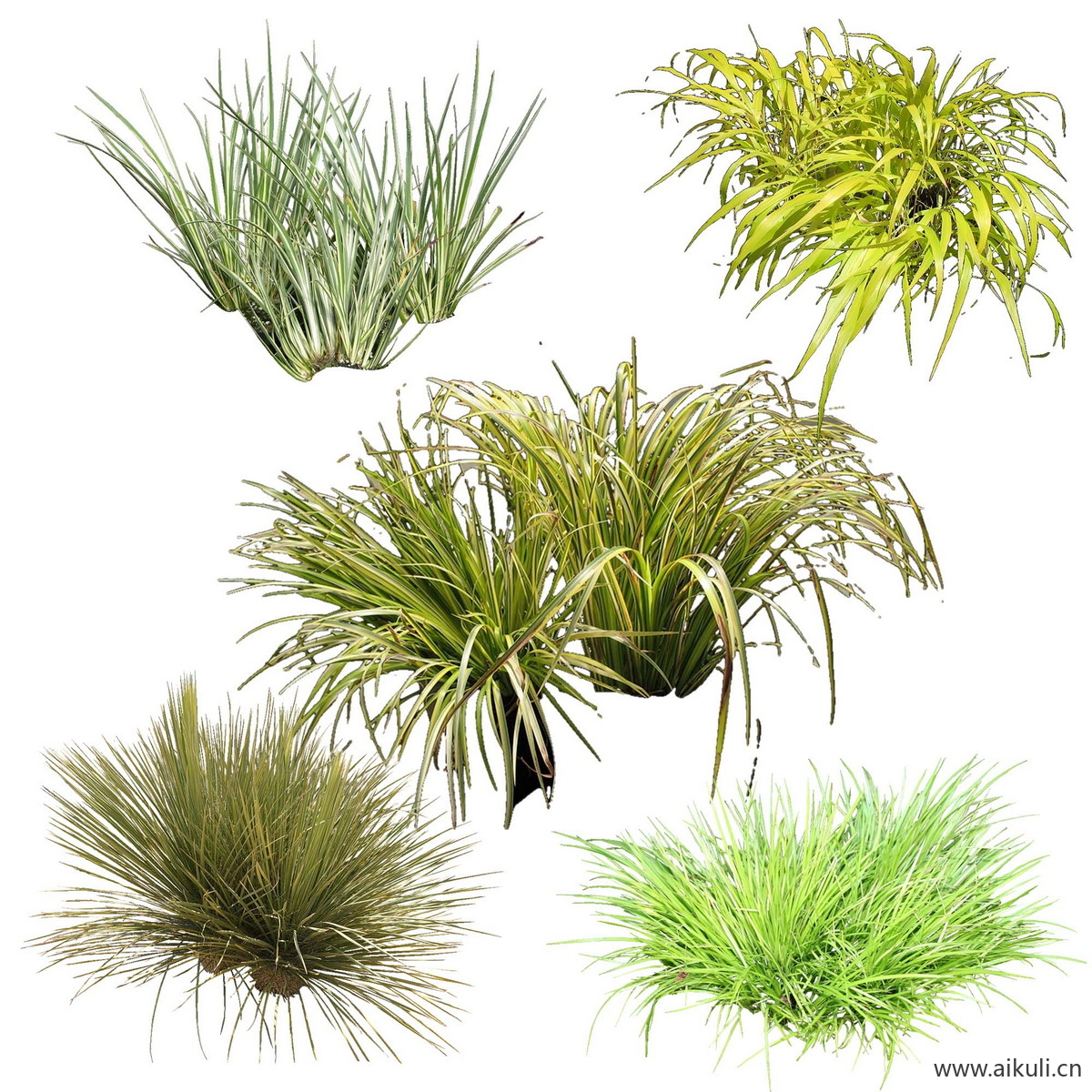 庭院植物南天竹蕨苔草灌木玉簪矾根百子莲K-psd免抠