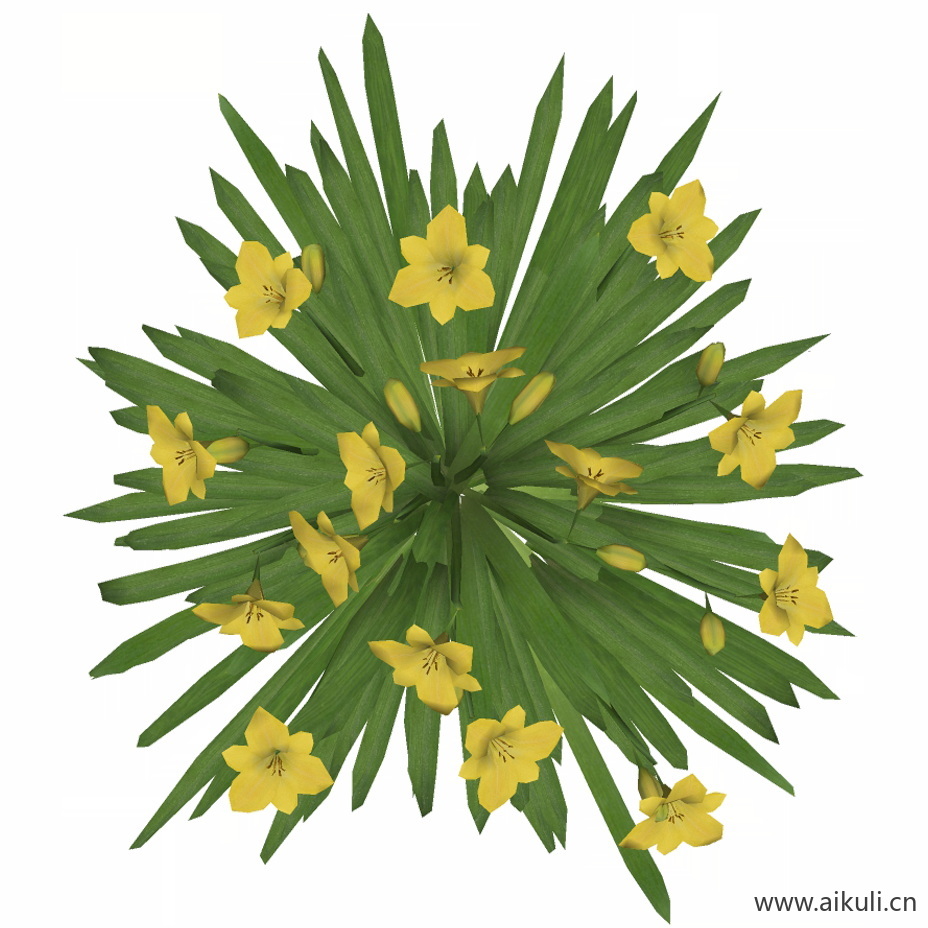 大花萱草3
