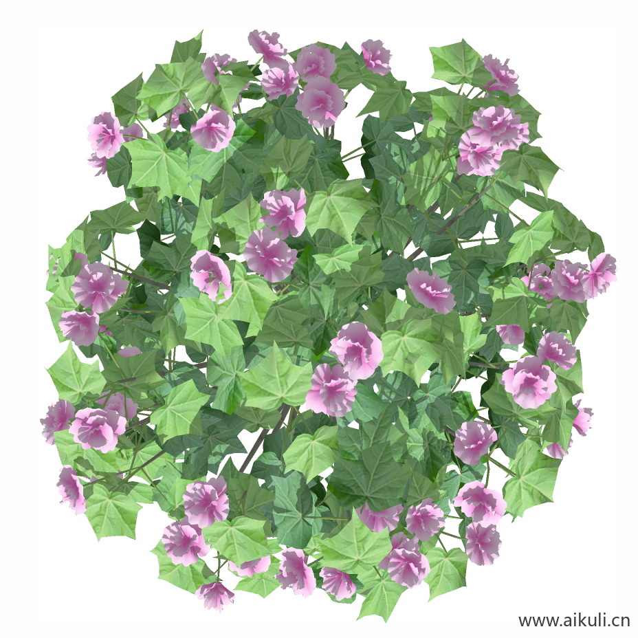 木芙蓉_SU-PNG免扣PNG免扣17