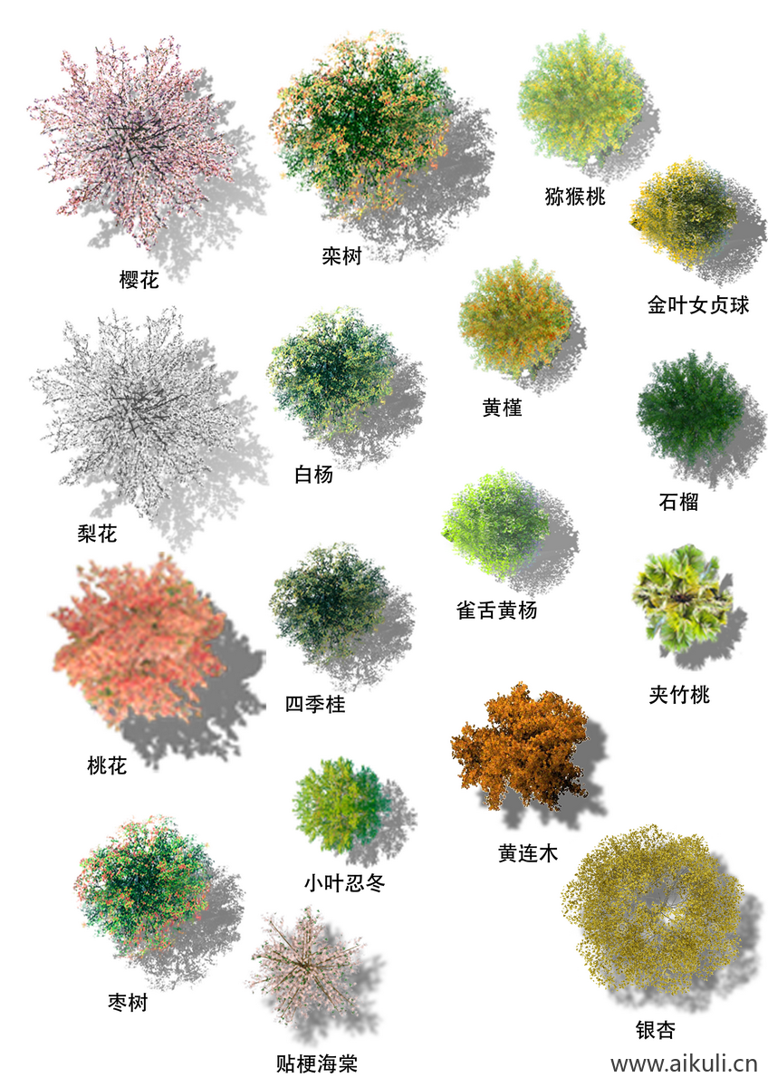 常用乔木平面素材