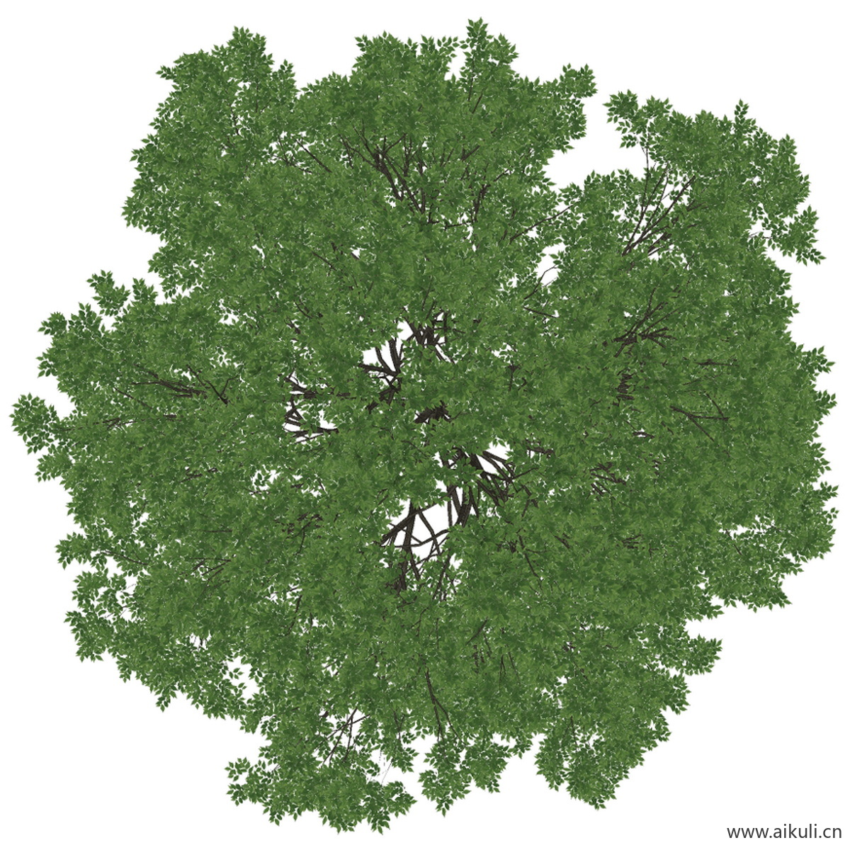 榉树 (-PNG免扣)