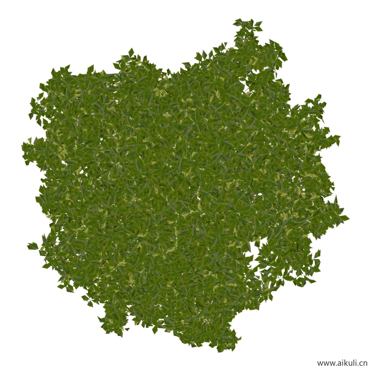 桂花 (3)