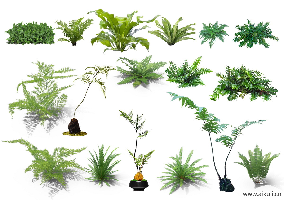 庭院植物南天竹蕨苔草灌木玉簪矾根百子莲G-psd免抠