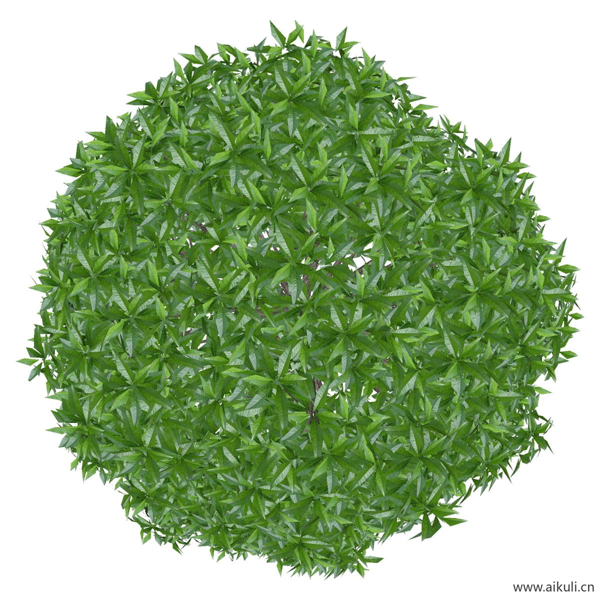 桂花小3