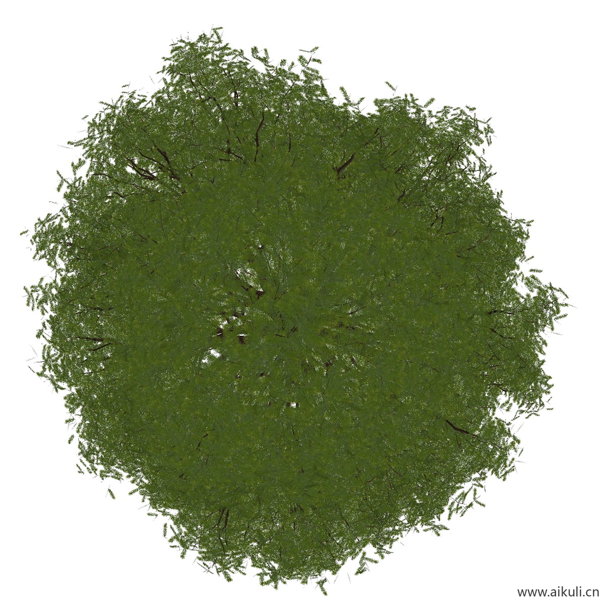水杉 (PNG免扣)