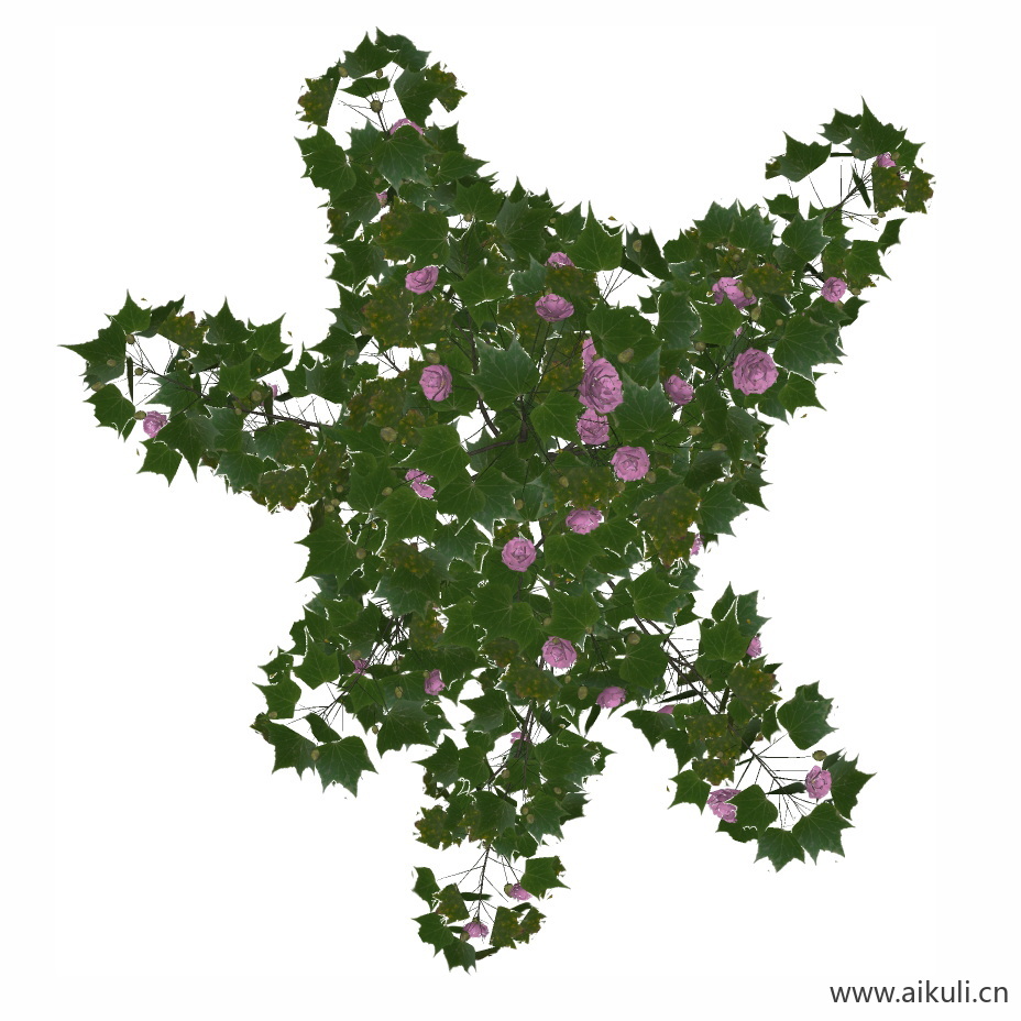 木芙蓉_PNG免扣3