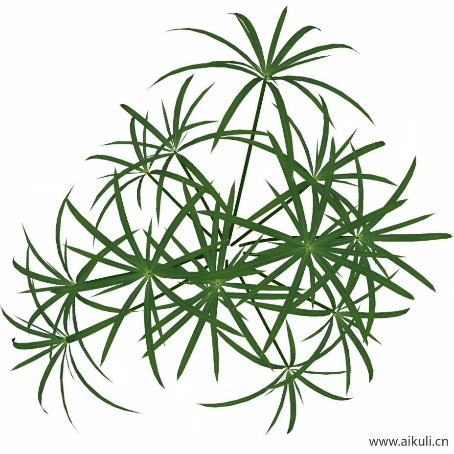 风车草 -PNG免扣