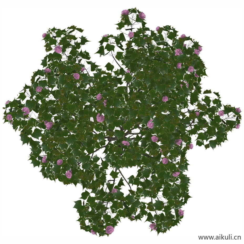 木芙蓉_PNG免扣-PNG免扣