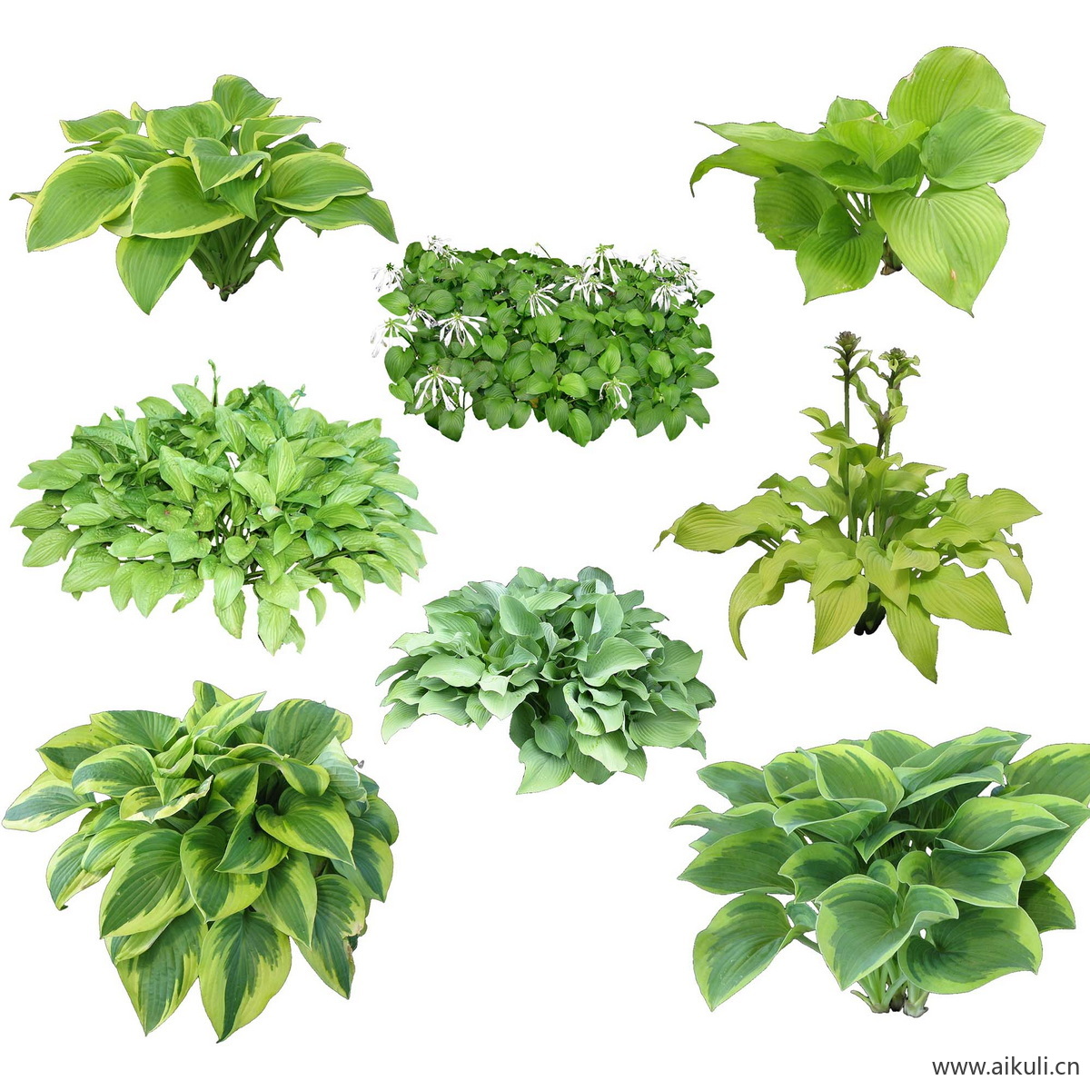 庭院植物南天竹蕨苔草灌木玉簪矾根百子莲I-psd免抠