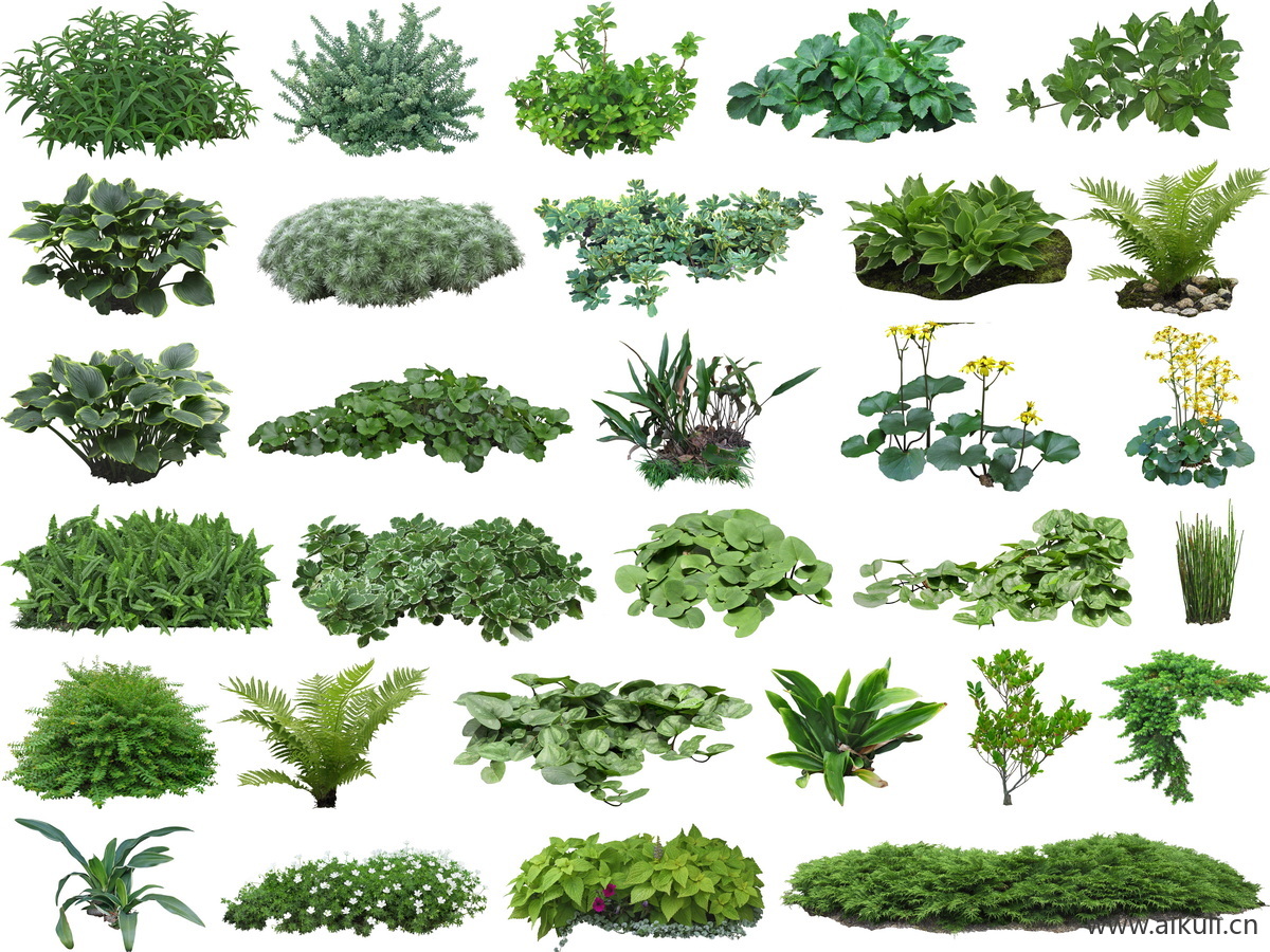 常绿地被植物花草灌木免抠PSD  
