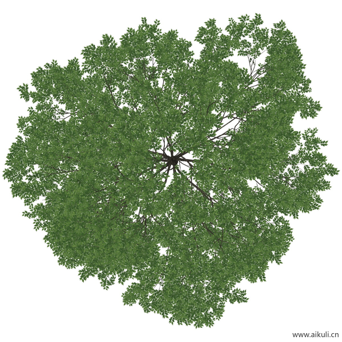 榉树 (3)