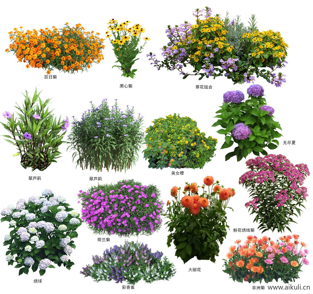 现代花草_地被草花_翠芦莉_绣球_非洲菊  