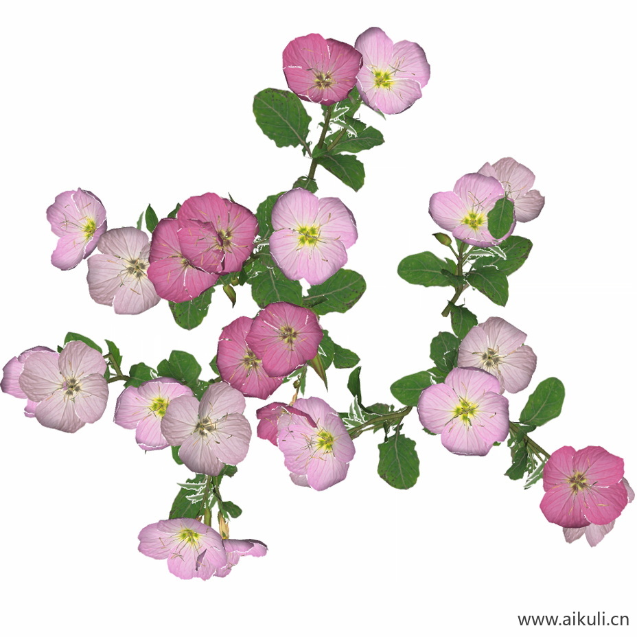 美丽月见草_01