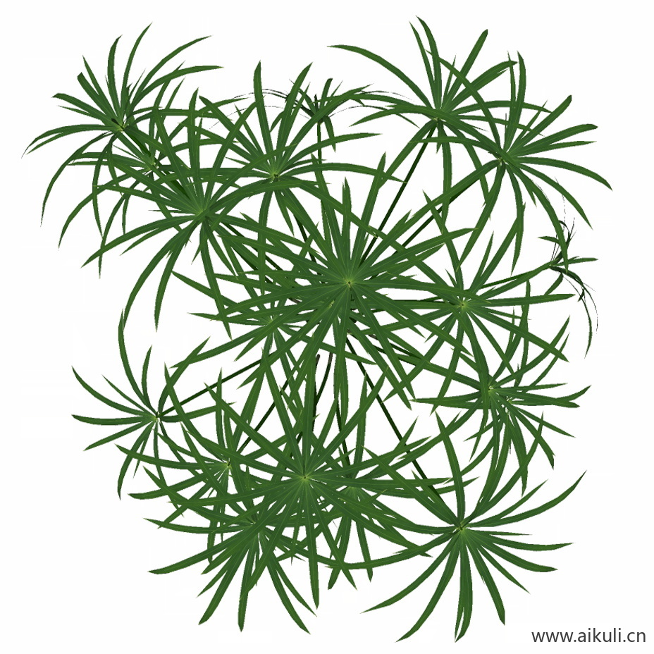 风车草 PNG免扣