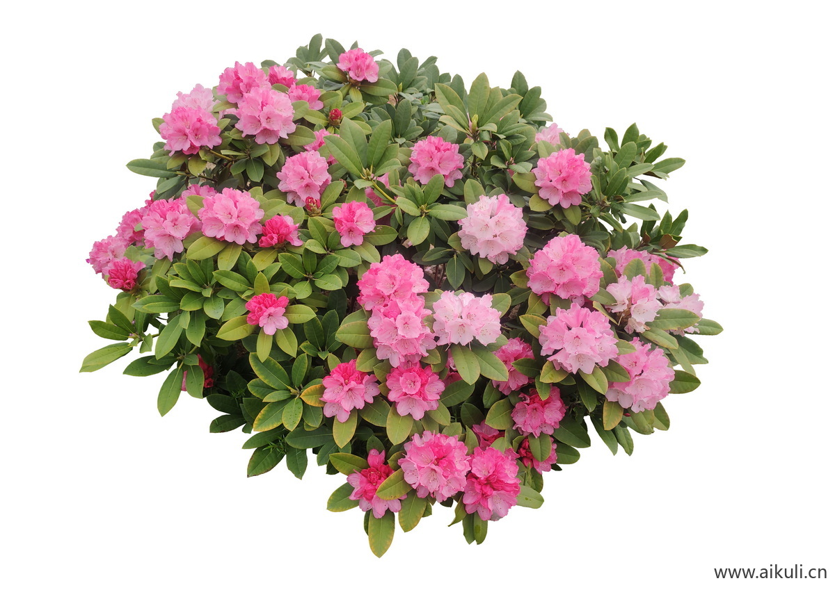 免抠毛鹃杜鹃花卉花灌木地被植物贴图   