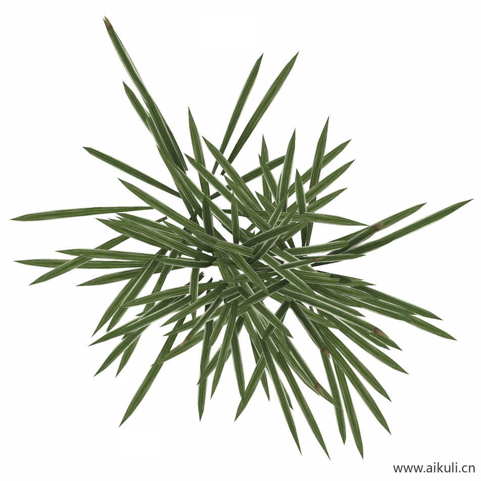 麦冬 PNG