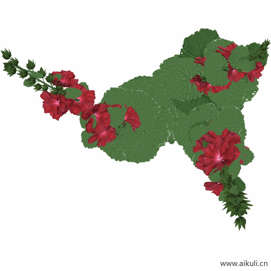 锦葵_02