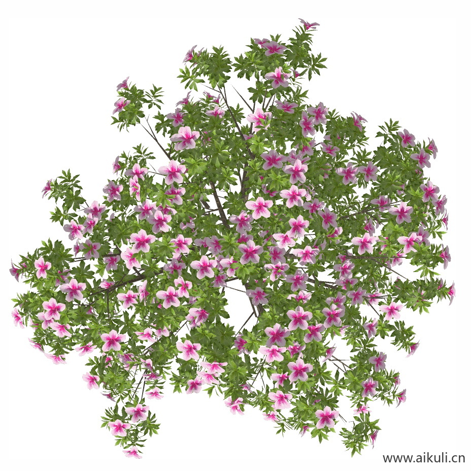 杜鹃花 (1)