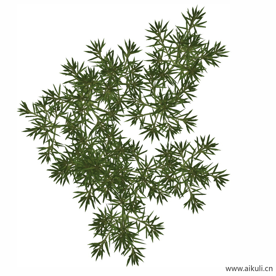 佛甲草1