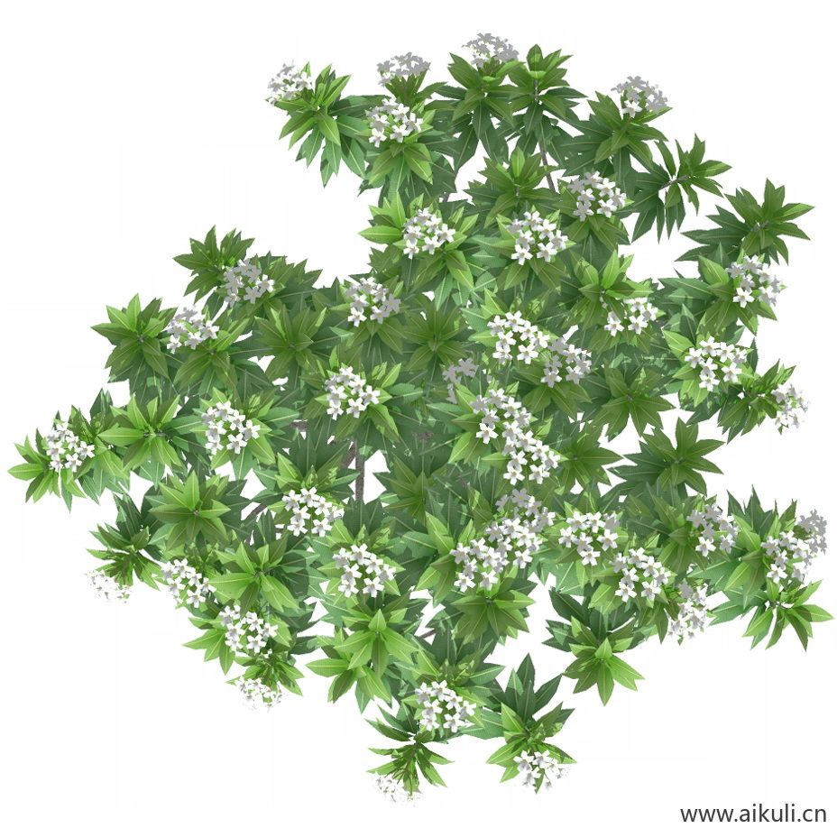 鸡蛋花-PNG免扣