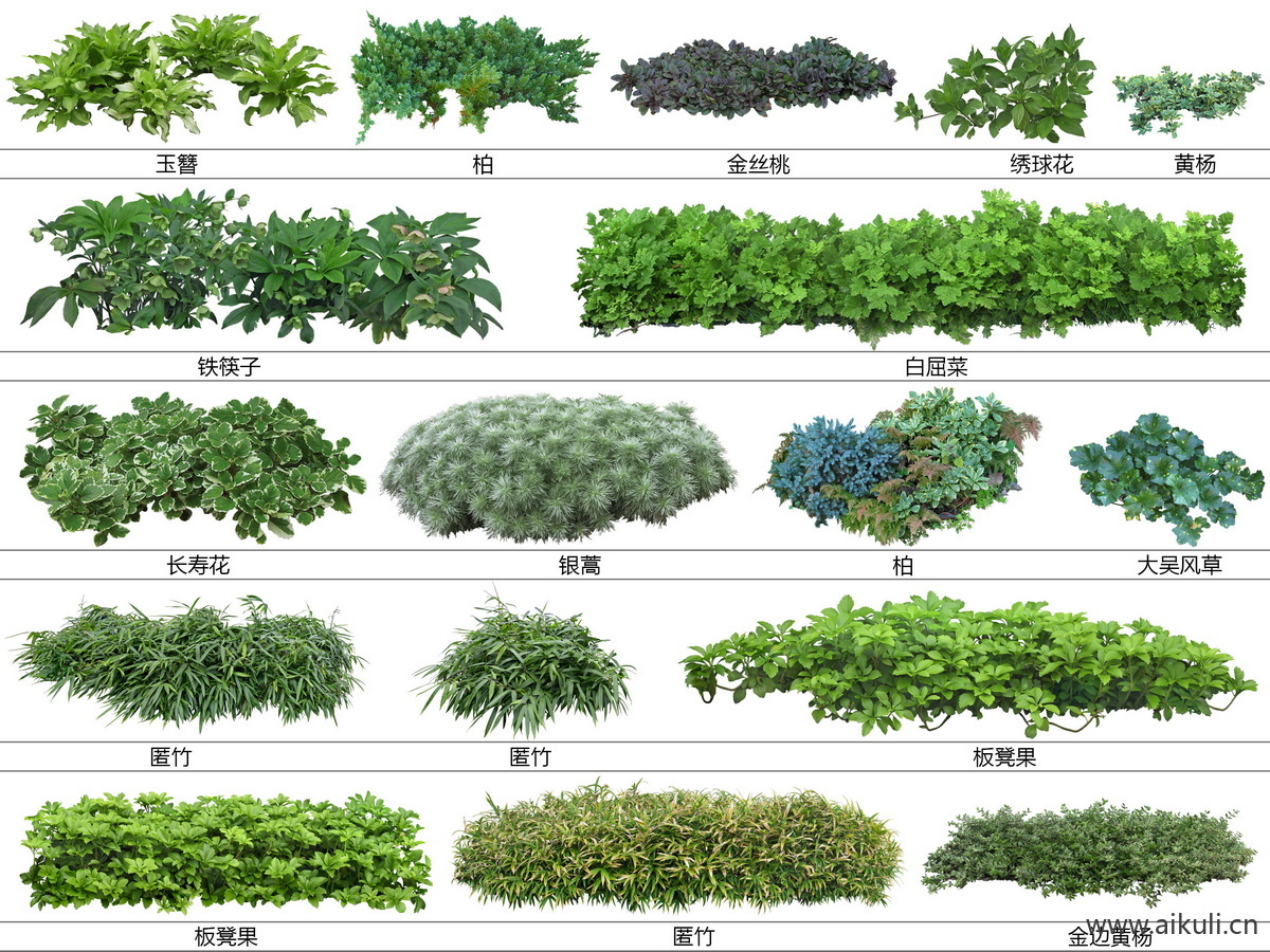 现代花草_带名称_地被植物_玉簪_黄杨_大吴风草  
