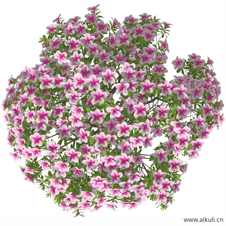 杜鹃花 (-PNG免扣)