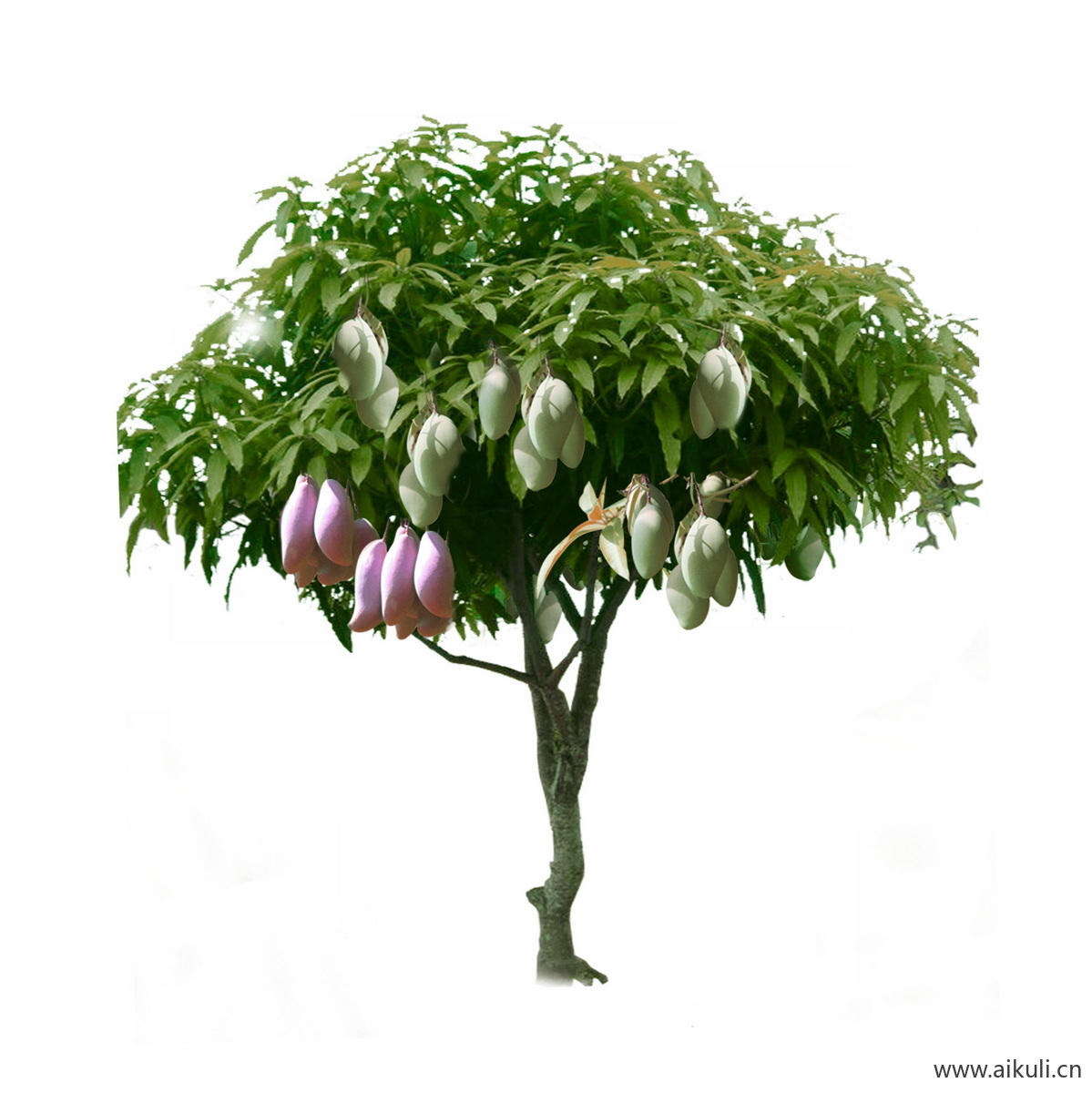 芒果树