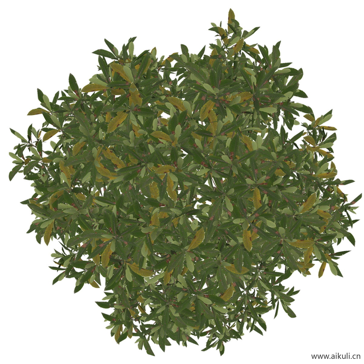 枇杷 (PNG免扣)