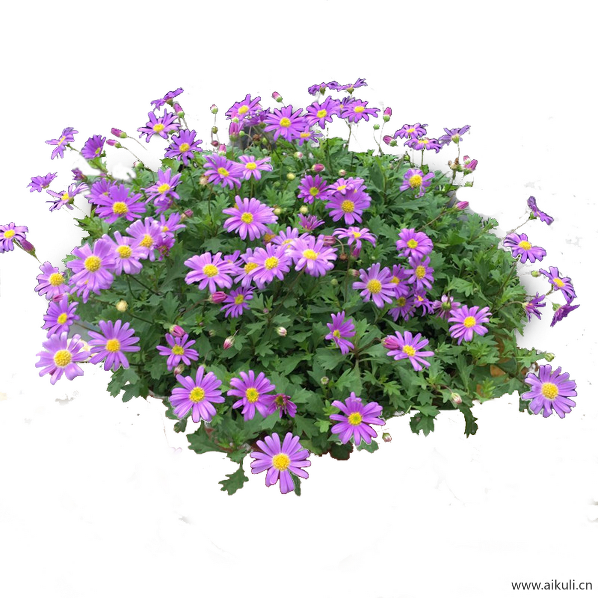 免抠开花地被姬小菊