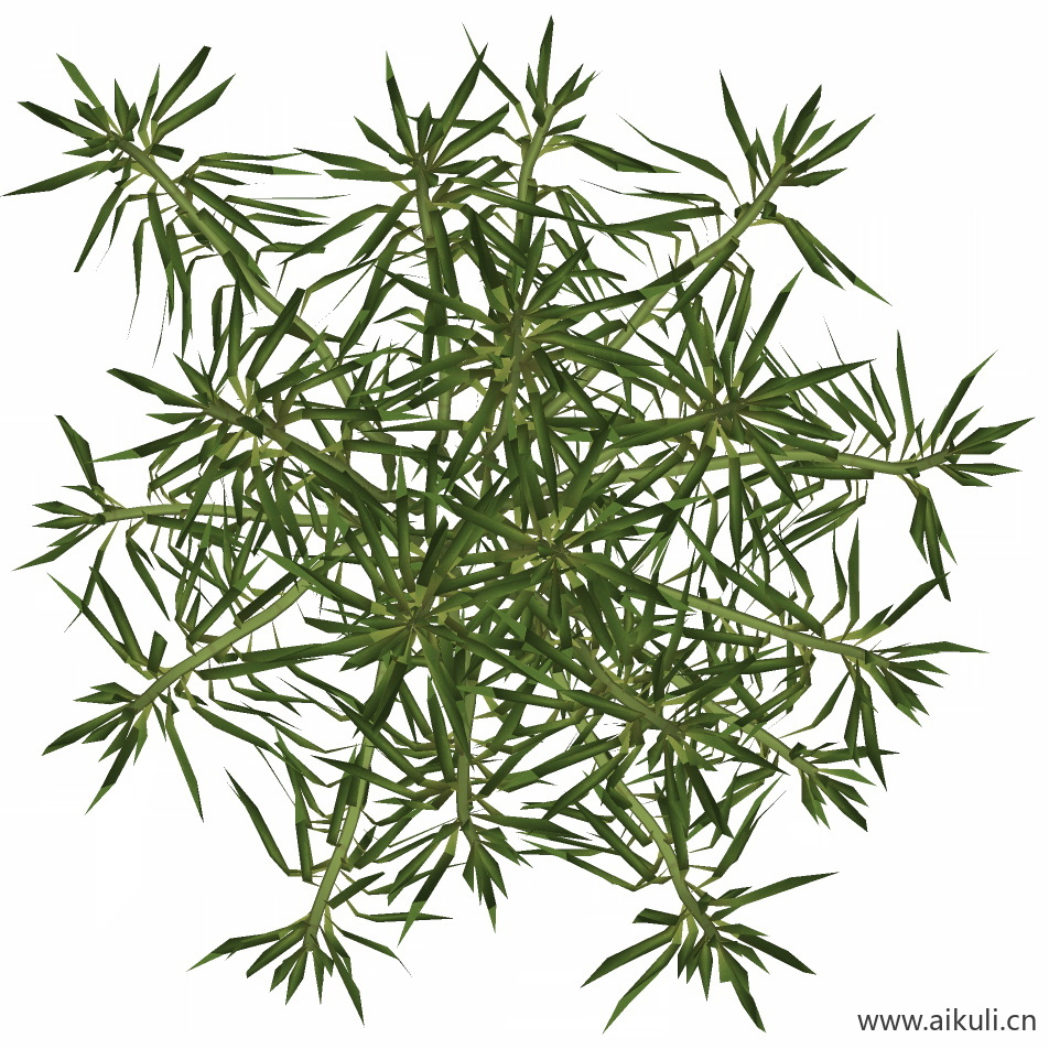 佛甲草3