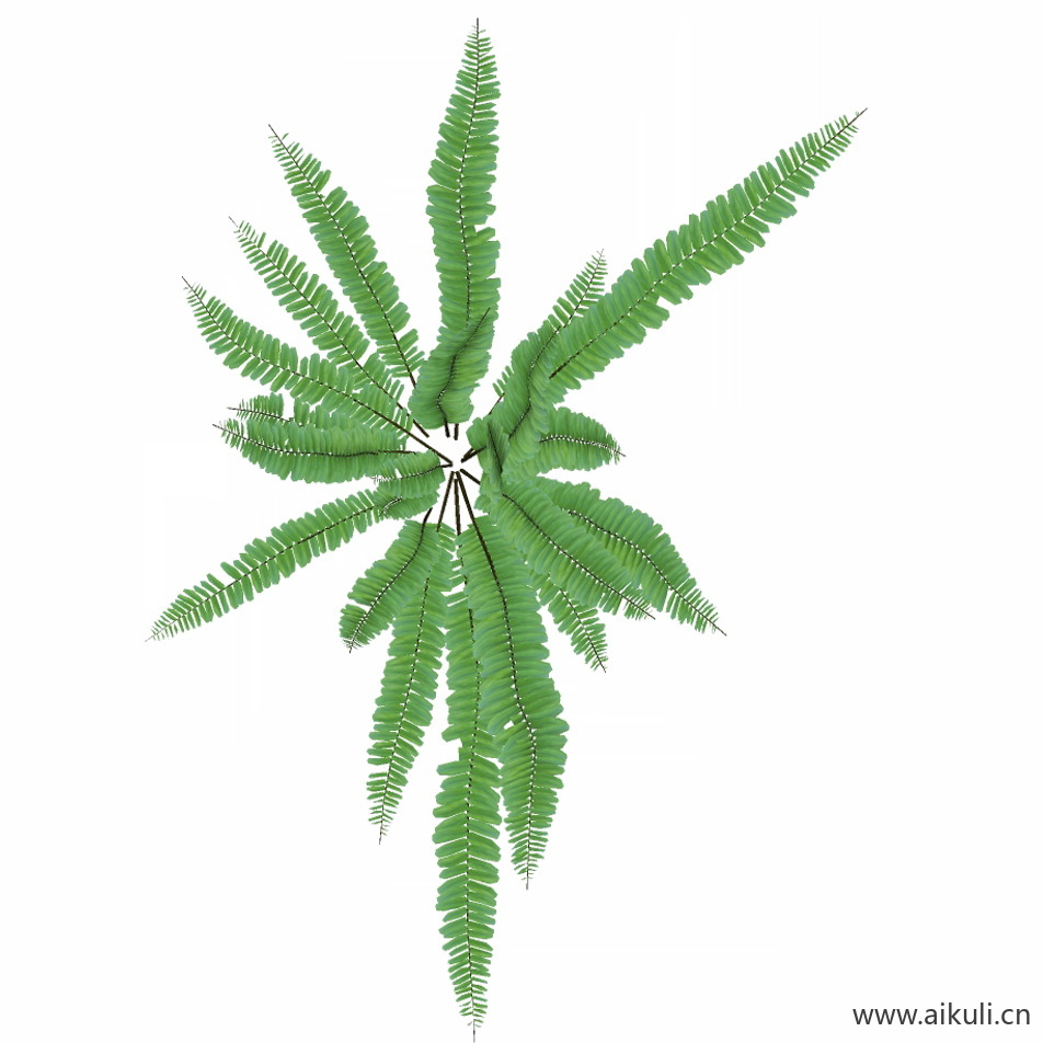 肾蕨1
