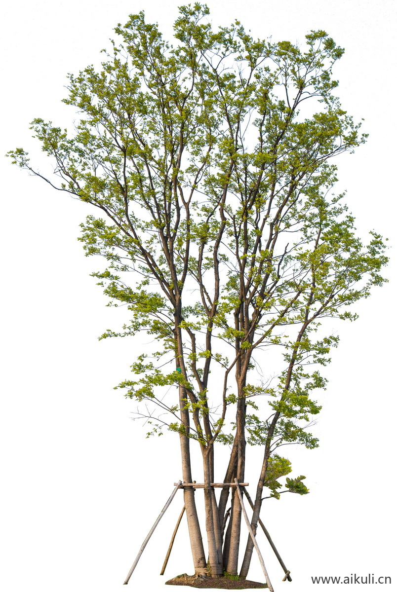 朴树乌桕丛生植物乔木红枫景观树PNG免扣