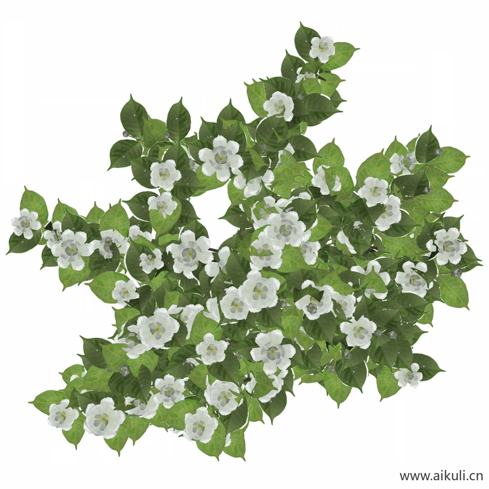 栀子花 (1)