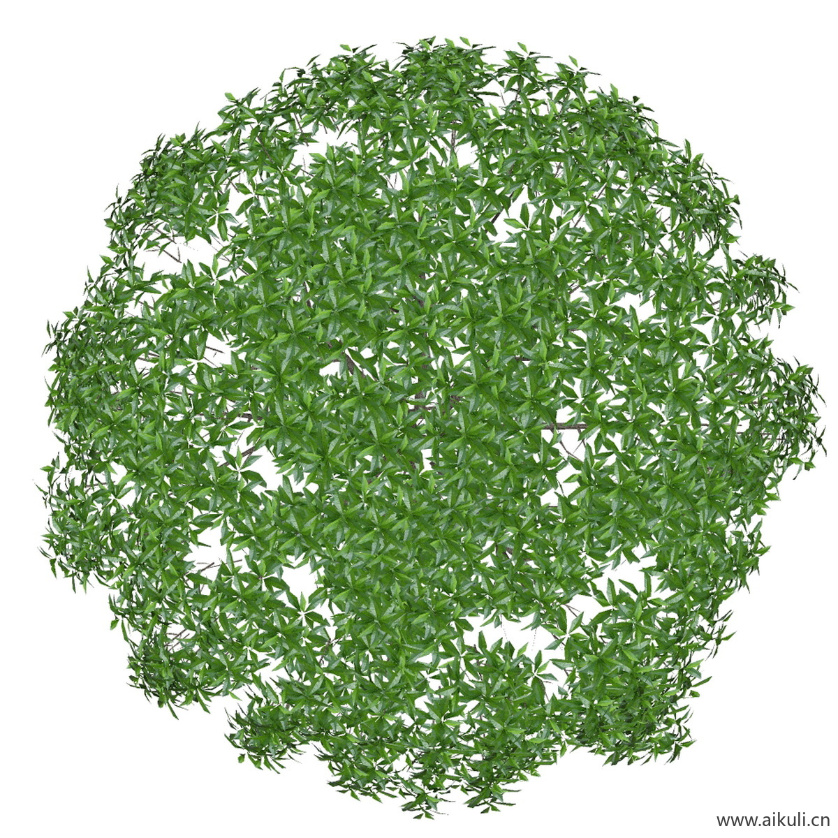 桂花小5