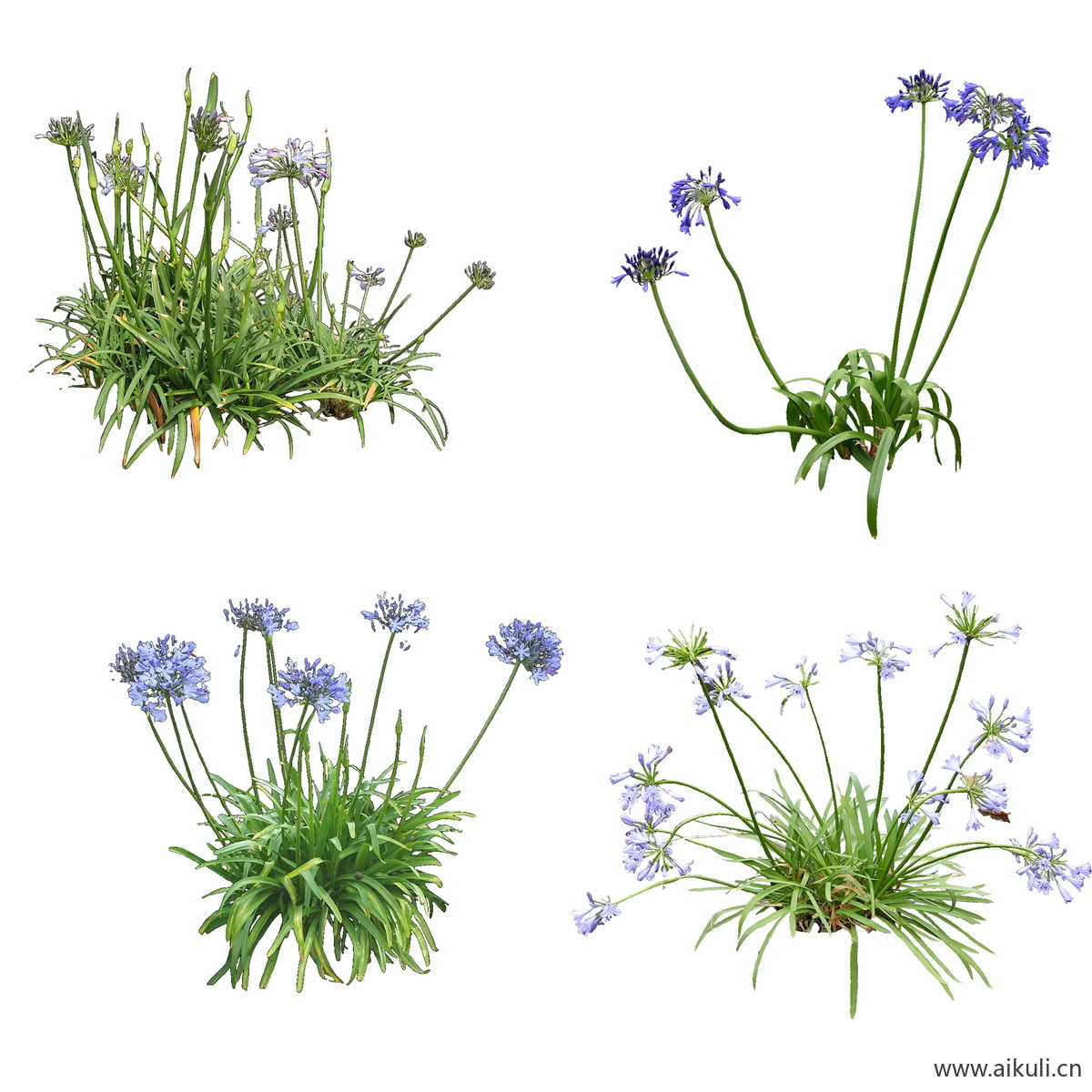 庭院花卉花境植物psd免抠
