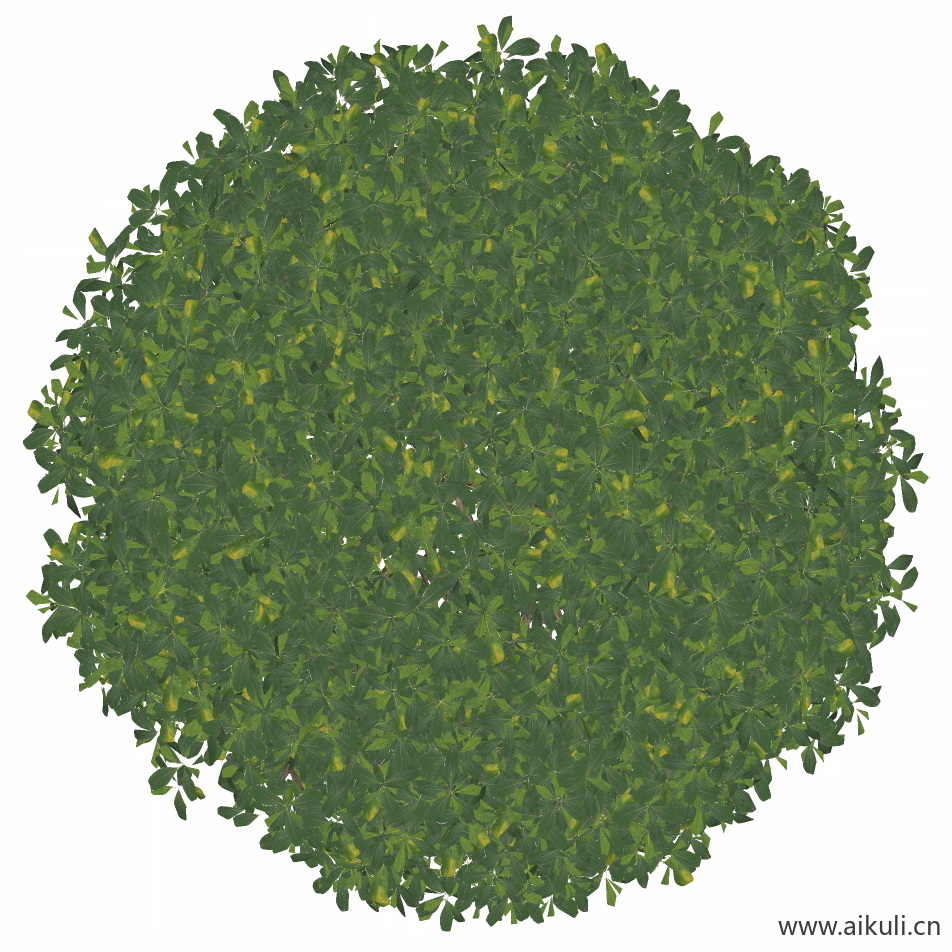 灌木球5