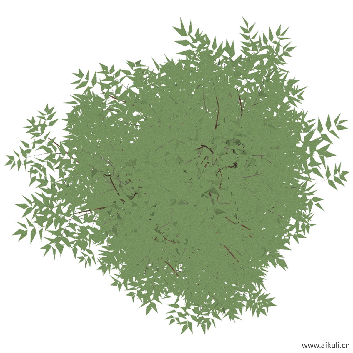 南天竹_03