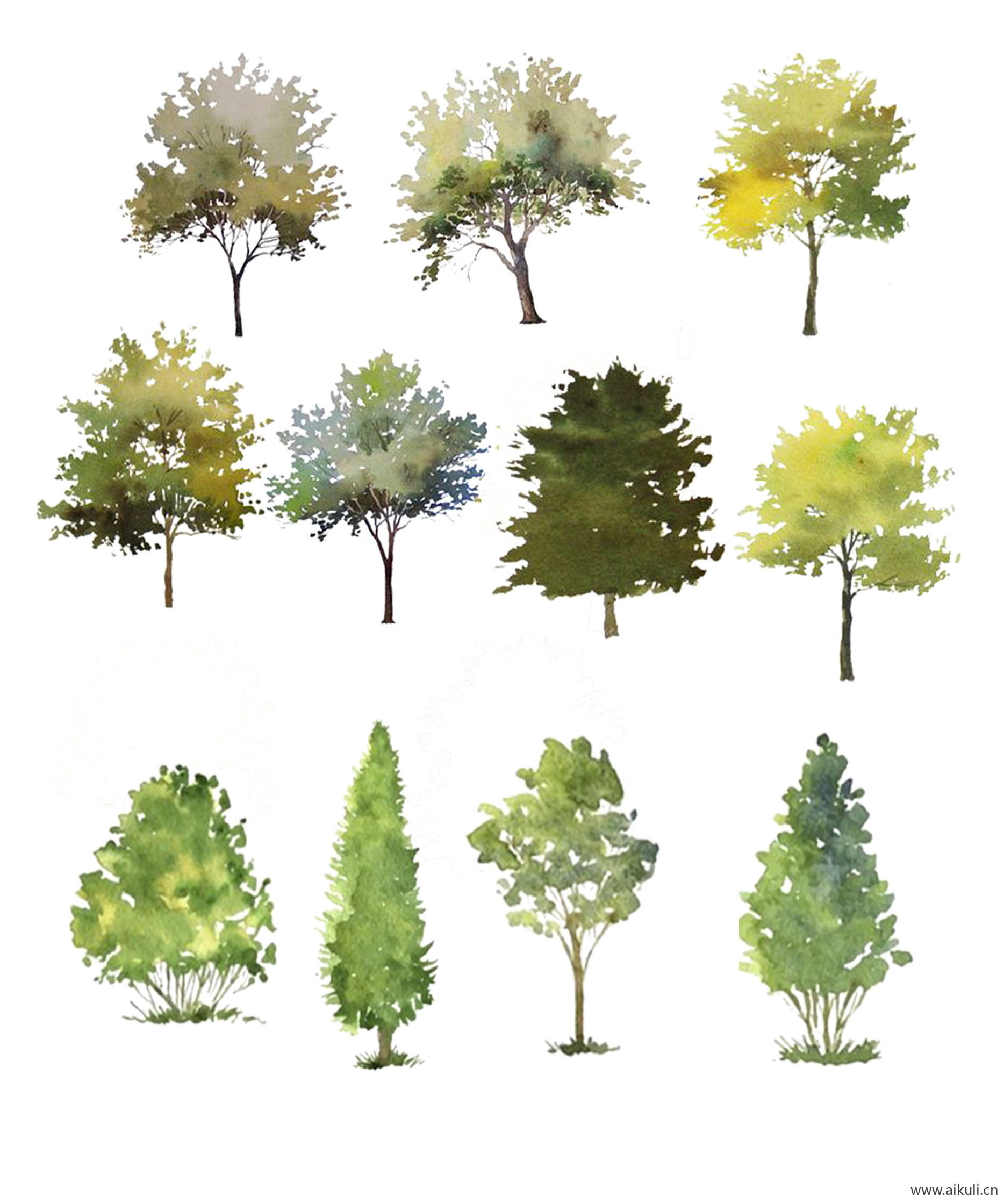 手绘淡彩树插画植物树木A-PNG免扣