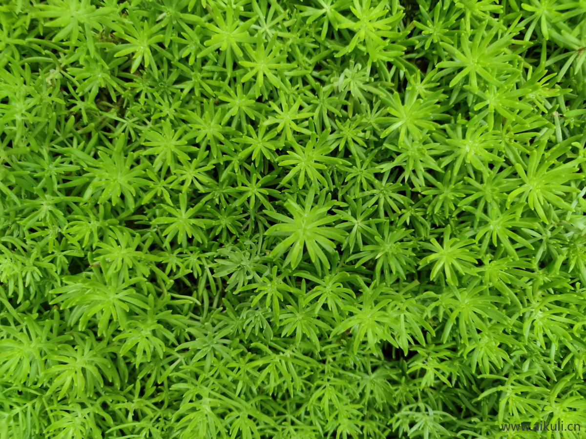 植物J花草皮地被材质贴图