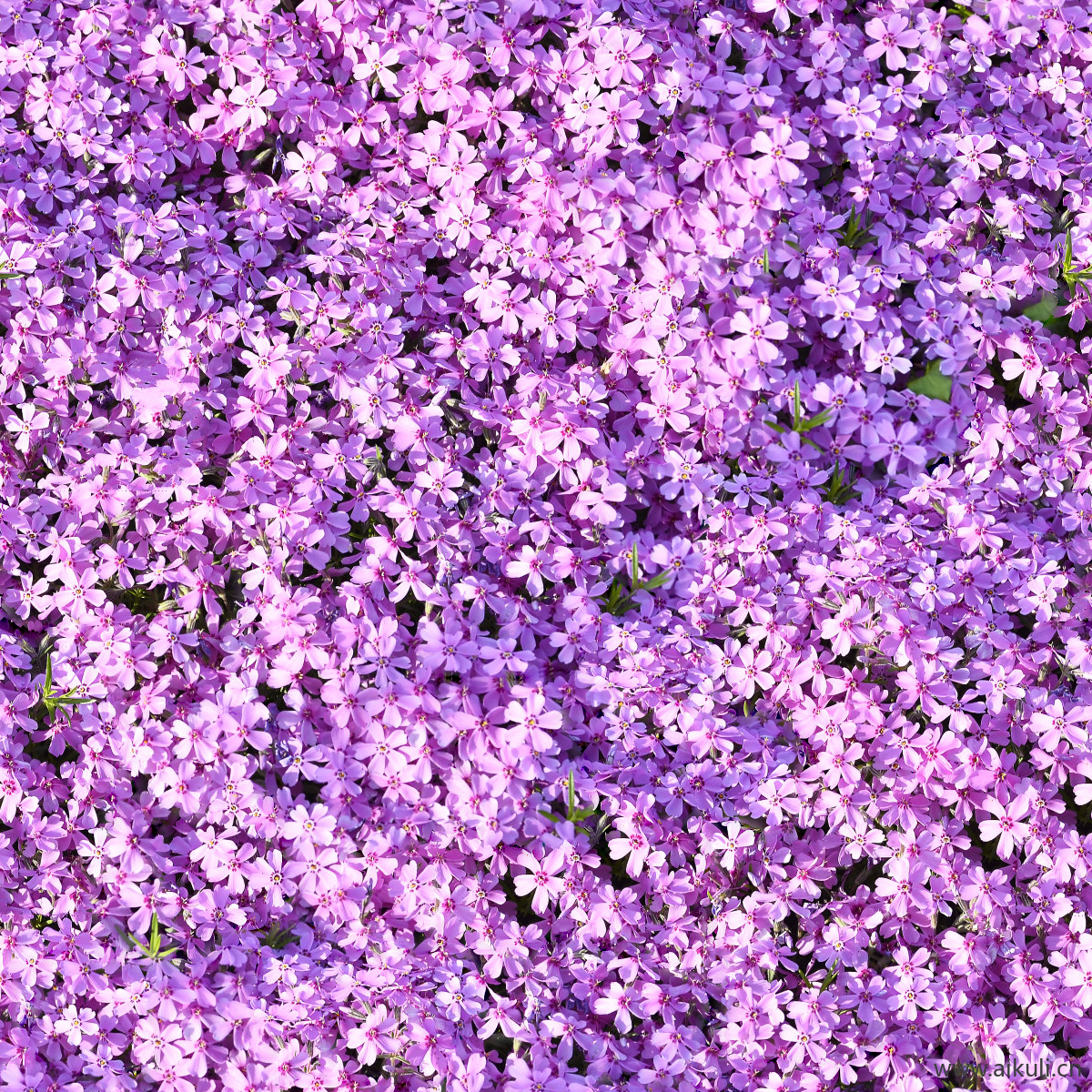 园林灌木地被花卉绿篱花丛植被花海BB贴图