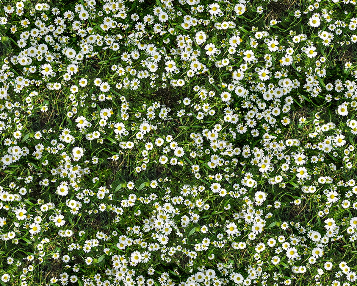 现代灌木地被花卉绿篱花丛植被K花海贴图