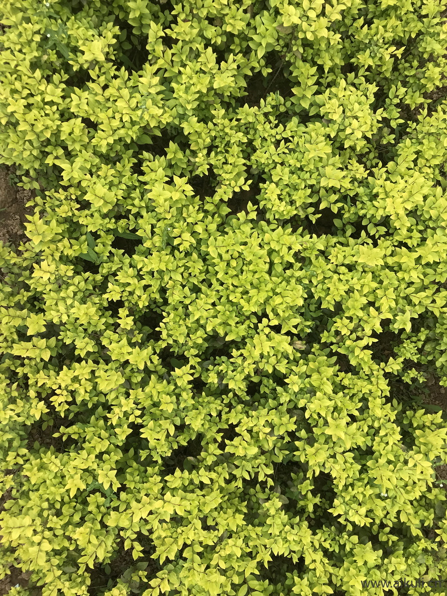 植物Q花草皮地被材质贴图