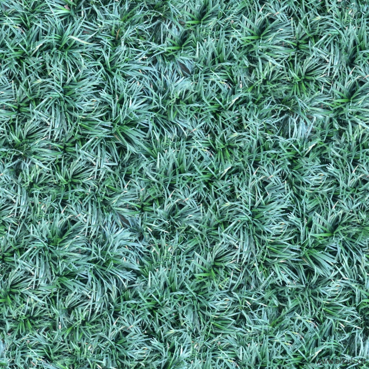 现代灌木地被花卉绿篱花丛植被Z花海贴图