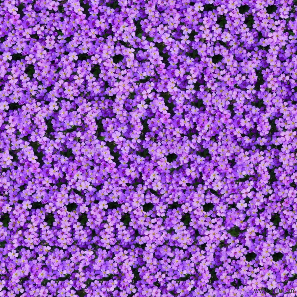 园林灌木地被花卉绿篱花丛植被花海贴图